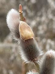 Salix gracilistyla