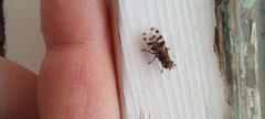Ceroxys hortulana
