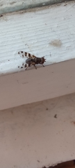 Ceroxys hortulana