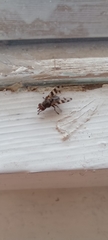 Ceroxys hortulana