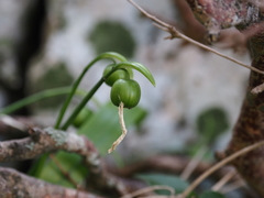 Galanthus ikariae