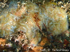 Aplidium glabrum