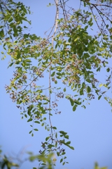 Dalbergia lanceolaria