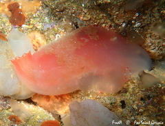 Ascidia mentula