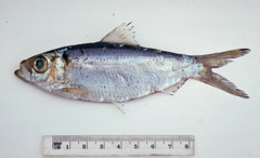 Herklotsichthys castelnaui