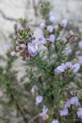 Conradina canescens image