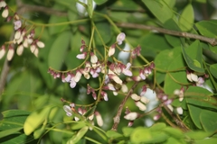 Dalbergia lanceolaria