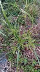 Cyperus imbricatus