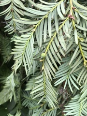 Taxus globosa