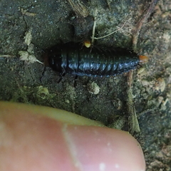 Dendroxena quadrimaculata
