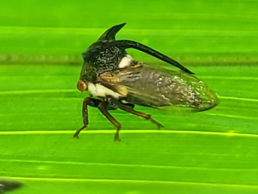 Leptocentrus moringae