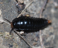 Dendroxena quadrimaculata