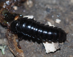 Dendroxena quadrimaculata