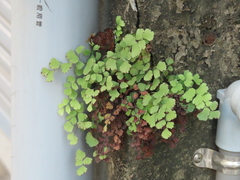 Adiantum capillus-veneris