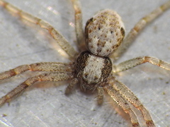 Philodromidae