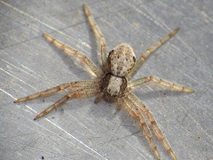 Philodromidae