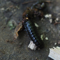 Dendroxena quadrimaculata