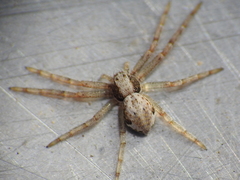 Philodromidae