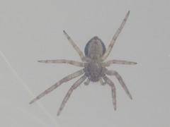 Philodromidae