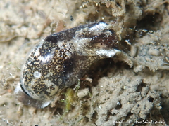 Haminoea exigua
