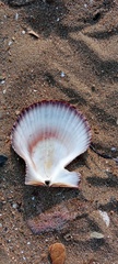 Azumapecten