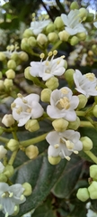 Viburnum tinus