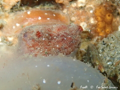 Microcosmus squamiger