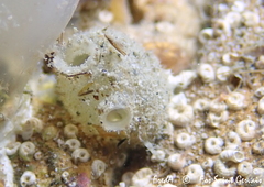 Molgula appendiculata