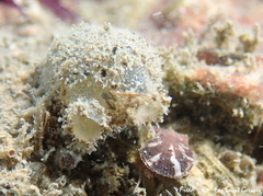 Molgula appendiculata