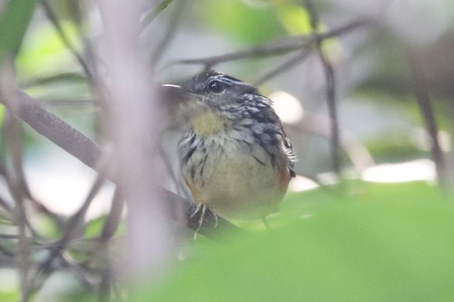 Imeri Warbling Antbird (Hypocnemis flavescens), photo 6