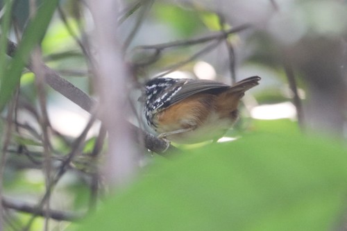 Imeri Warbling Antbird (Hypocnemis flavescens), photo 7
