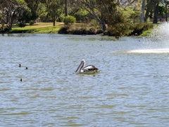 Pelecanus conspicillatus