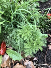 Tanacetum vulgare