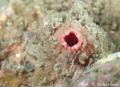 Pyura dura