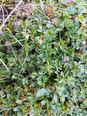 Ranunculus paludosus