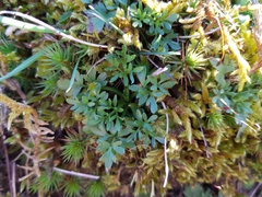 Ranunculus paludosus