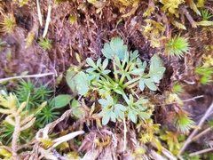 Ranunculus paludosus