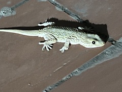 Tarentola mauritanica