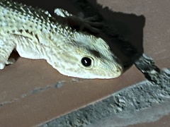 Tarentola mauritanica