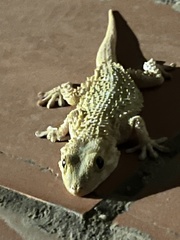 Tarentola mauritanica