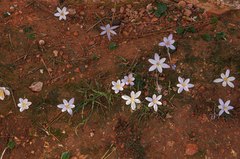 Crocus cambessedesii