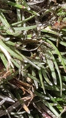 Schoenus breviculmis