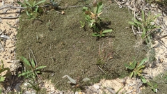 Schoenus breviculmis