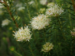 Agathosma stenopetala