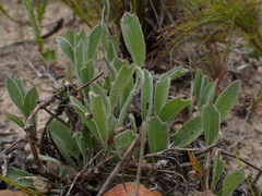 Centella tridentata hermanniifolia