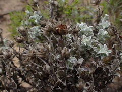 Achyranthemum argenteum