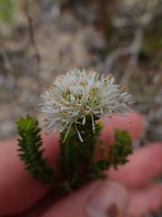 Agathosma stenopetala