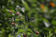 Graphium sarpedon nipponum