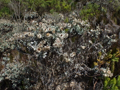 Achyranthemum argenteum