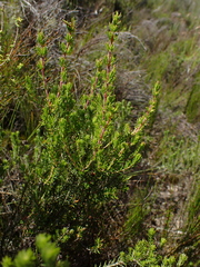Erica glumiflora